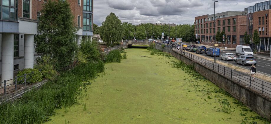 Looking upstream from the Cable Bridge on Foss Islands Road showing this year's Duckweed